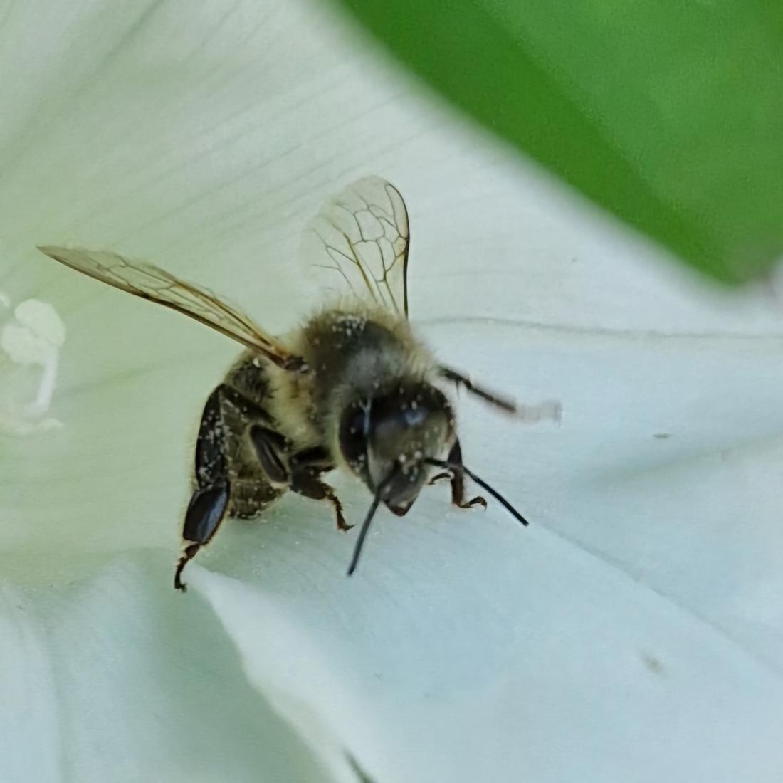 Dunkle Euro. Biene (Apis mellifera mellifera)