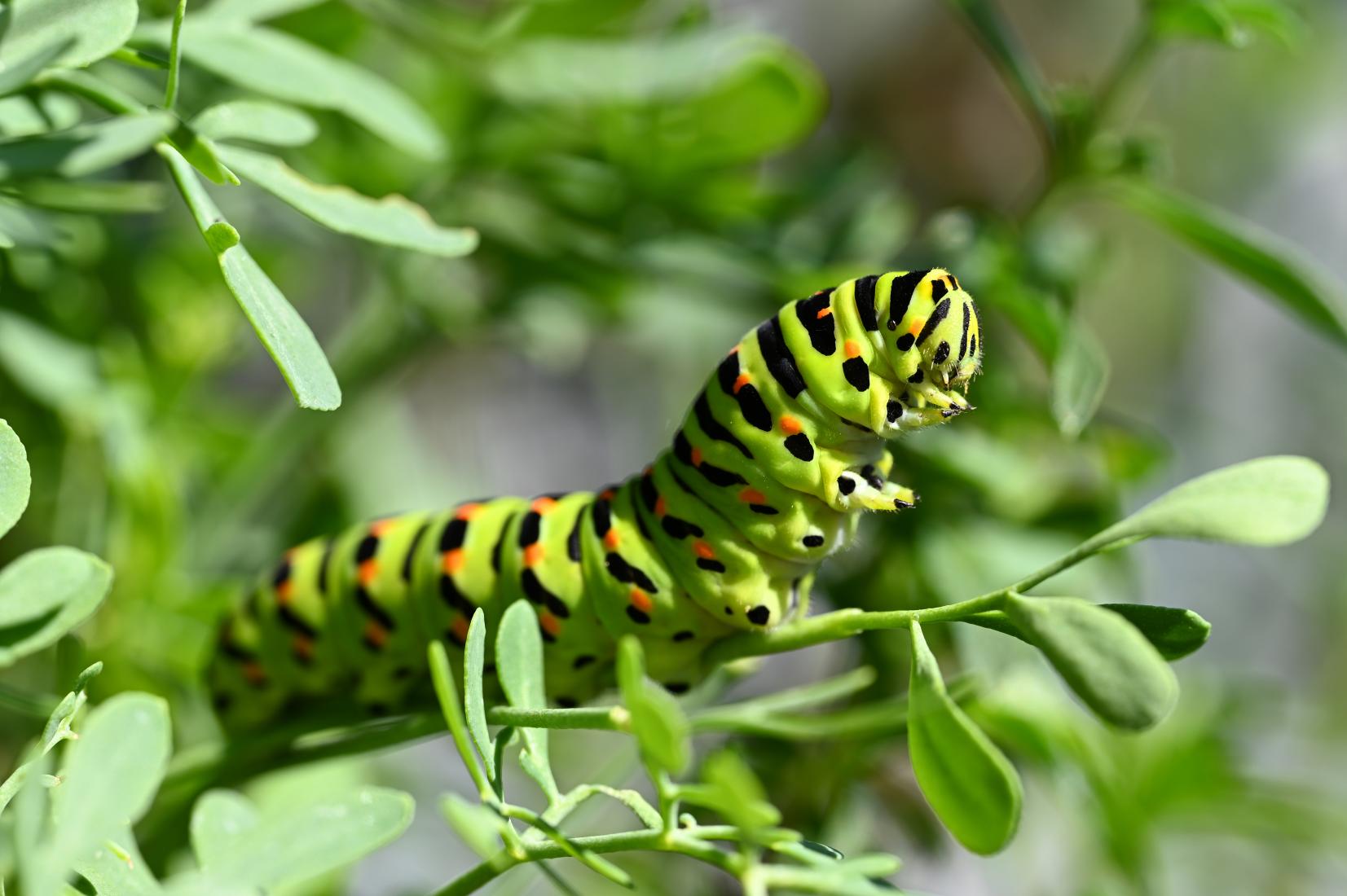 Raupe Schmetterling Schwalbenschwanz