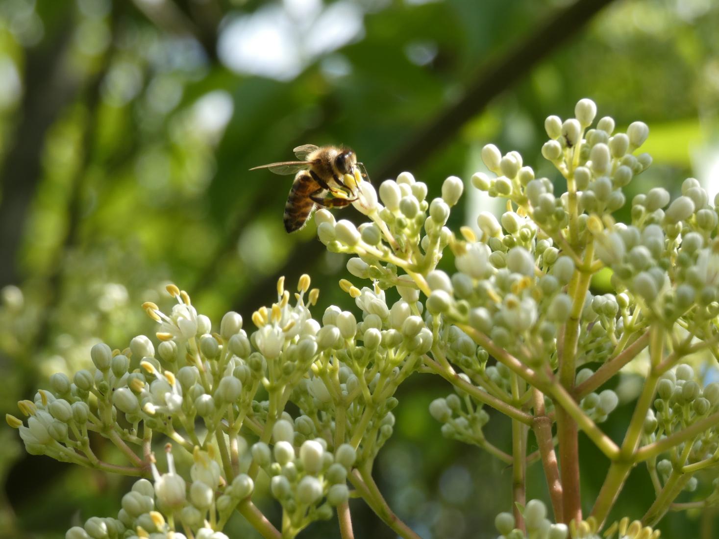 Hummel